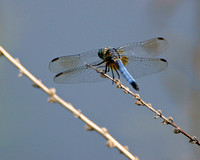 Blue Dasher (Pachydiplax longipennis) Dragonfly