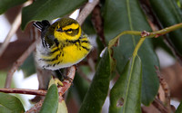 Townsend's Warbler (Dendroica townsendi)