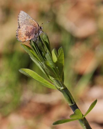 Brown Elfin (Callophrys Augustinus)