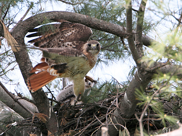 Red-tailed Hawks