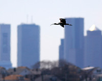 Glossy Ibis Flying Past Boston