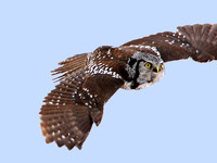 Northern Hawk Owl in Flight