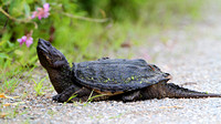 Young Snapping Turtle