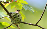 For Kristin Steinmetz, Hummingbird Nest