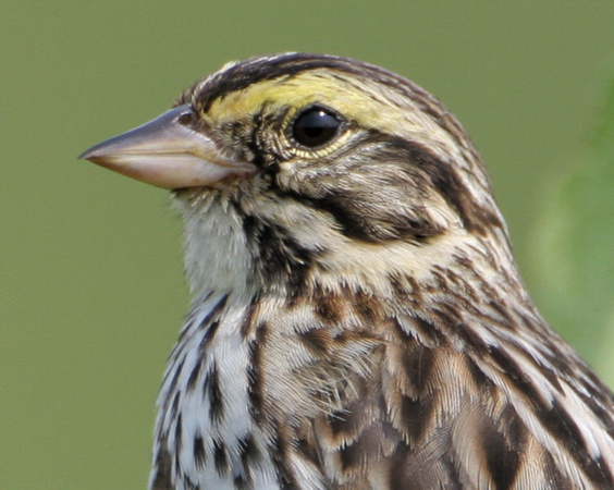 Savannah Sparrow Closeup