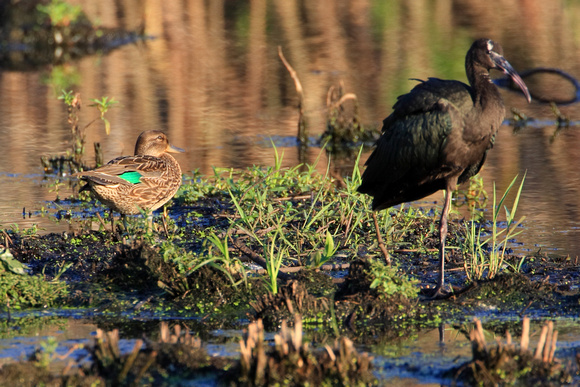 Green-winged Teal & Glossy Ibis