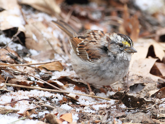 White-throated Sparrow, Molting