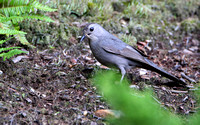 Gray Catbird Gathering Nest Material