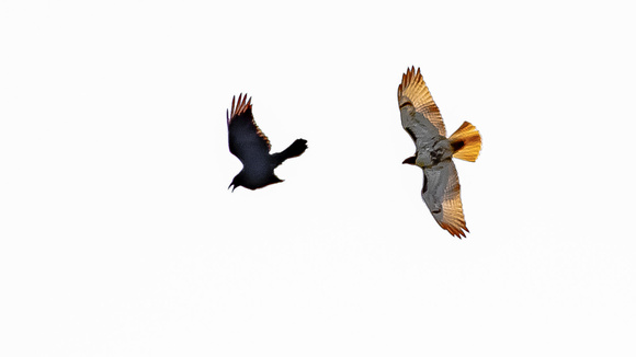 Common Raven (Covus corax) chased by Red-Tailed Hawk (Buteo jamaicensis)
