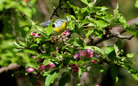 Northern Parula Warbler