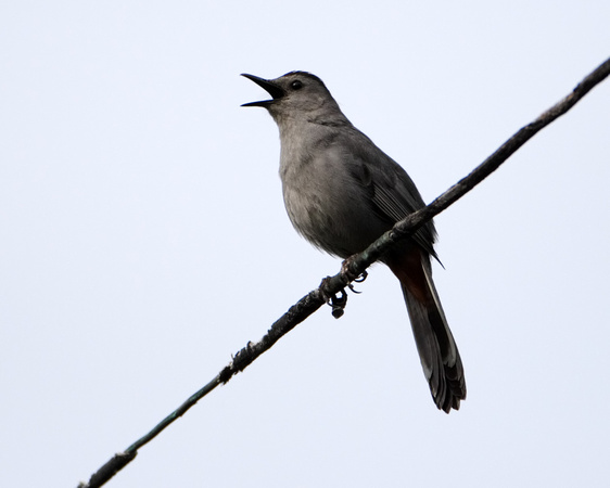 Grey Catbird Singing