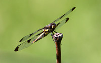 Twelve-spotted Dragonfly