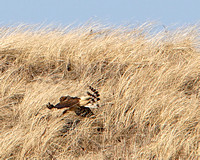 Northern Harrier Huntin