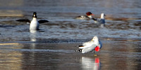 Common Goldeneye, Common Merganser, Herring Gull & Ring-billed Gull #139