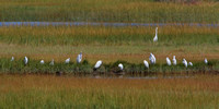 Snowy & Great Egrets gathered for a group photo