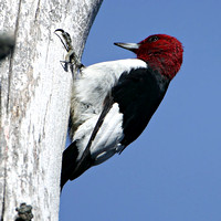2009/11/21,29 Tyngsboro Red-headed Woodpecker