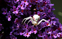 Goldenrod Crab Spiders (Misumena vatia)