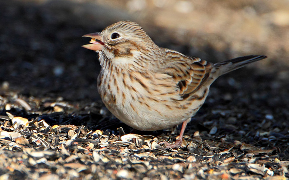 Vesper Sparrow (Pooecetes gramineus)