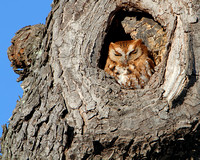 Red-phase Eastern Screech-Owl