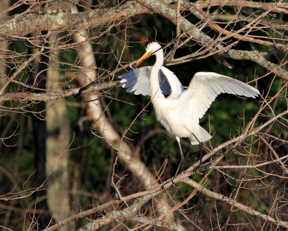 Great Egret carrying a stick