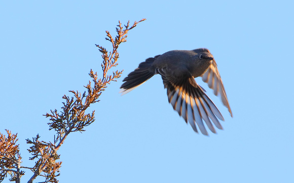 Townsend's Solitaire takes flight (16x10)