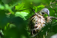 Nesting Solitary Vireo