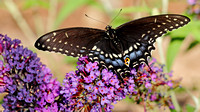 Black Swallowtail (Papilio polyxenes) on Buddleia (Butterfly Bush)