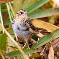 2009/10/23 LeConte's Sparrow