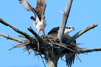 Adult Osprey takes off