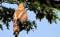 Red-tailed Hawk, Immature