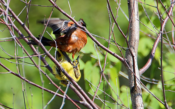 Orchard Orioles, male