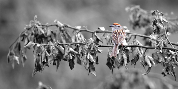 Chipping Sparrow on a Withered Limb