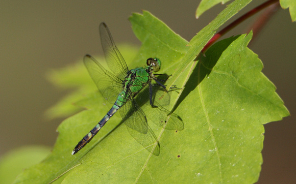 Eastern Pondhawk Dragonfly, female