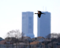 Glossy Ibis Flying Past Boston