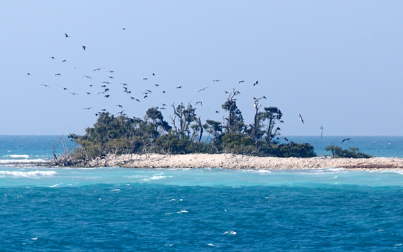 First view of nesting Magnificent Frigate Birds
