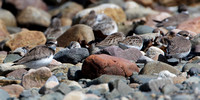 Immature Semipalmated Plovers