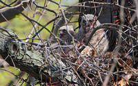 Great Horned Owlets ... resting with a Red Fox corpse?