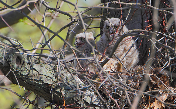 Great Horned Owlets ... resting with a Red Fox corpse?