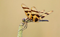 Favorite Dragonflies & Damselflies