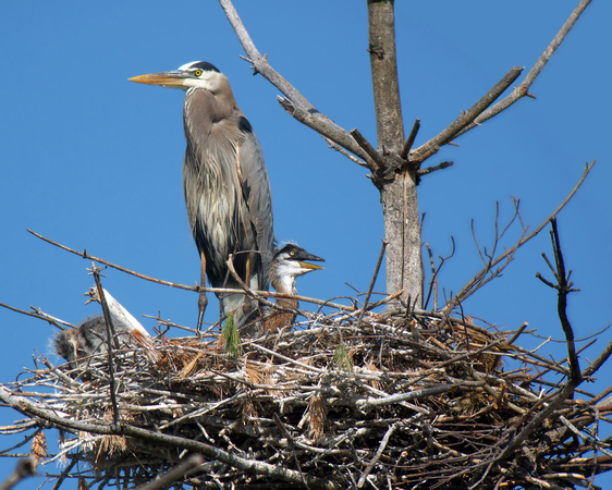 Great Blue Heron with Young