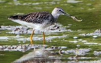 Greater Yellowlegs with Minnow