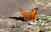 Eastern Comma Butterfly