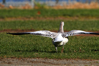 Snow Goose Take-off