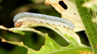 Larvae with 7 Abdominal Prolegs