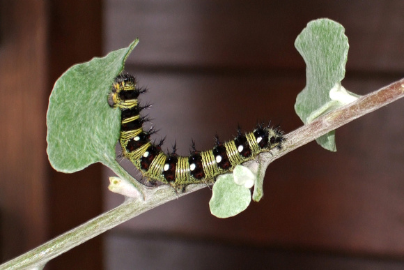 Painted Lady (Vanessa cardui) or American Lady (Vanessa virginiensis) Caterpillar?