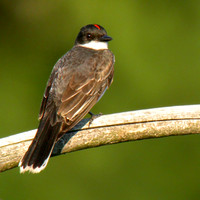 Eastern Kingbird showing Red Head Patch