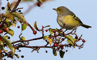 White-eyed Vireo (first year)