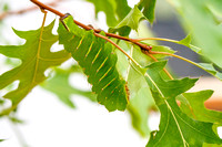 Polyphemus Moth Caterpillar (Antheraea ployphemus)