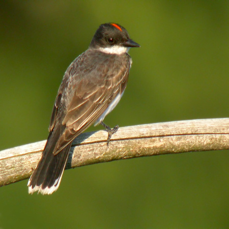 Eastern Kingbird showing Red Head Patch