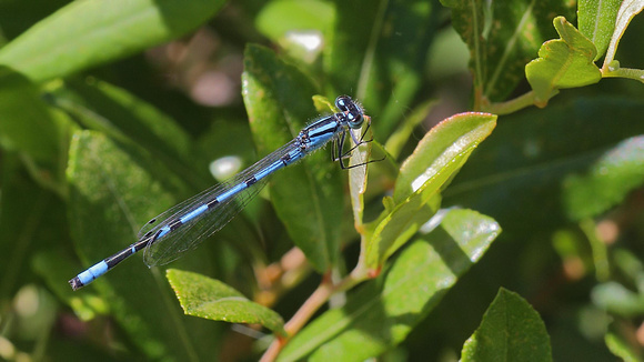Bluet Species (Enallagma sp.), male ... possibly Marsh or Hagen's